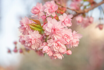 A close-up view of beautiful pink cherry blossoms in full bloom on a spring branch, capturing the delicate petals and soft natural light in a serene garden setting.