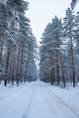Serene winter road winding through snow-covered pine forest