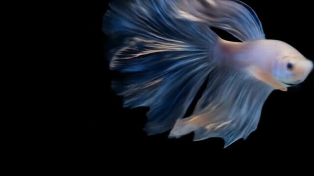 Elegant betta fish with flowing fins against dark background