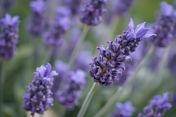 Obraz premium Generative AI close-up of blooming lavender flowers in soft focus background.