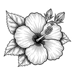 Fototapeta premium hibiscus flower engraving black and white outline