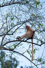 Red Leaf Monkey Relaxing on Tree Branch with Long Tail Hanging