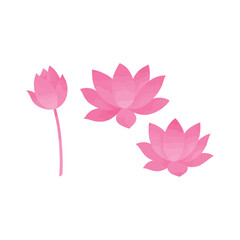 Fototapeta premium Three delicate pink lotus flowers in various stages of bloom against a clean white background