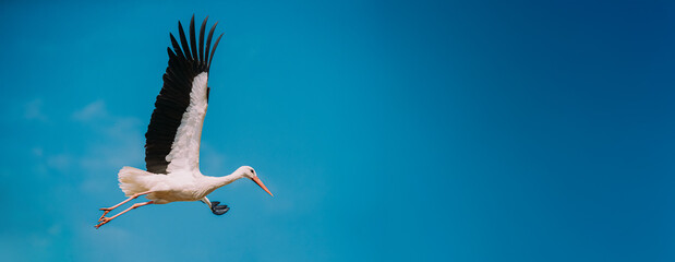 European White Stork Flies In Blue Sky