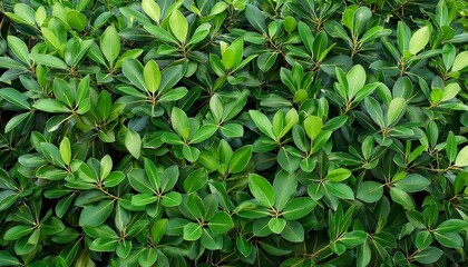 Green Leaves Of Korean Banyan Tree Background