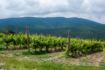 Vineyard landscape under cloudy sky in the mountains during midday