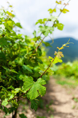 Grapevine leaves growing in a sunny vineyard with mountains in the background