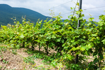 Fresh green grapevines thriving under cloudy skies in a vineyard on a hillside