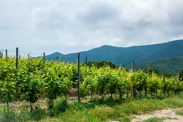 Obraz premium Green grapevines in a vineyard with mountains in the background under cloudy sky