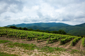 Naklejka premium Lush vineyard stretches across the hillside against a backdrop of rolling mountains