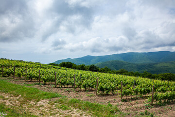 Obraz premium Rolling vineyard landscape with green grapevines under cloudy sky near mountains