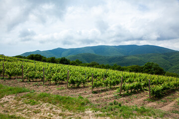 Obraz premium Rolling vineyard landscape with green grapevines under cloudy sky near mountains