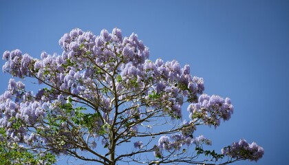 Paulownia Tree Paulownia Tomentosa Flowers Paulowniaceae Deciduous Tree
