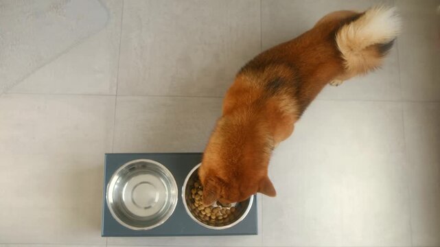 Shiba inu dog eating dry food from stainless steel bowl placed on raised feeder, with second bowl of clean water nearby, filmed top down perspective on tiled floor. Top view of shiba inu dog eating.
