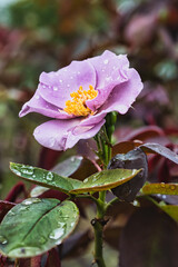 バラ園に咲く紫色の秋バラ