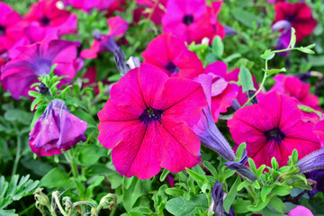 Vibrant Pink and Purple Petunia Flowers in a Lush Garden