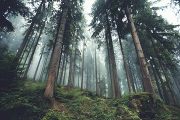Fototapeta premium Mysterious foggy forest with tall trees and lush greenery evoking a serene natural atmosphere