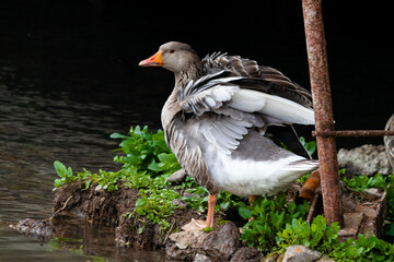 The most beautiful duck