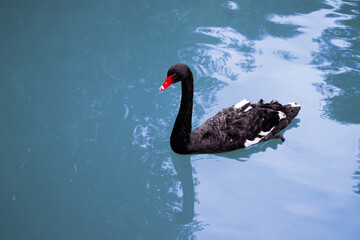 The most beautiful swan