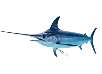 Elaborate curled dark brown mustache isolated on transparent background