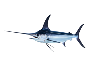 Elaborate curled dark brown mustache isolated on transparent background