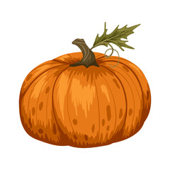 Ripe orange pumpkin with green leaf and stem isolated on white background. Vector hand drawn illustration for autumn design, harvest festival and packaging decoration