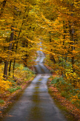 Autumn forest road
