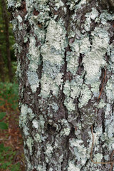 lichen tree moss