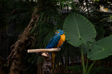 A vibrant blue-and-yellow macaw gracefully perches on a branch. Vancouver, Canada. 
