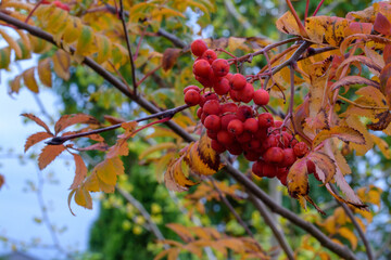 Beeren und Blätter der Eberesche im Herbst. Die Vogelbeere, Sorbus ist ein Kernobstgewächs und gehört zu der Famnilie der Rosengewächse, Rosaceae.