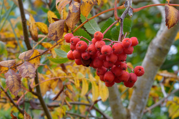 Beeren und Blätter der Eberesche im Herbst. Die Vogelbeere, Sorbus ist ein Kernobstgewächs und gehört zu der Famnilie der Rosengewächse, Rosaceae.