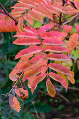 Beeren und Blätter der Eberesche im Herbst. Die Vogelbeere, Sorbus ist ein Kernobstgewächs und gehört zu der Famnilie der Rosengewächse, Rosaceae.