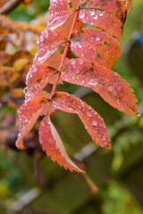 Beeren und Blätter der Eberesche im Herbst. Die Vogelbeere, Sorbus ist ein Kernobstgewächs und gehört zu der Famnilie der Rosengewächse, Rosaceae.