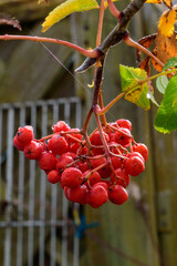 Beeren und Blätter der Eberesche im Herbst. Die Vogelbeere, Sorbus ist ein Kernobstgewächs und gehört zu der Famnilie der Rosengewächse, Rosaceae.