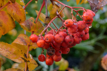 Beeren und Blätter der Eberesche im Herbst. Die Vogelbeere, Sorbus ist ein Kernobstgewächs und gehört zu der Famnilie der Rosengewächse, Rosaceae.