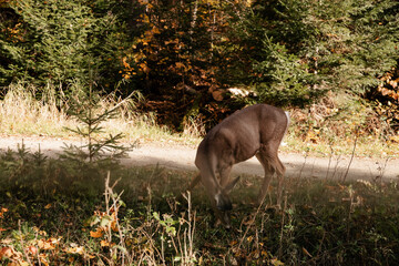 White-tailed deer (Odocoileus virginianus) in autumn forest. Quebec, Canada.	