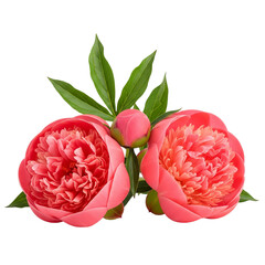 pink rose isolated on white