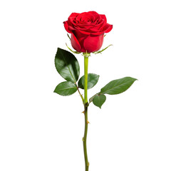 red rose isolated on white background
