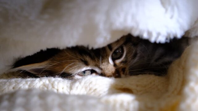 Close-up portrait of a little tabby cat wrapped blanket, licking its. Humor, meme. Fluffy kitten, mixed breed. On chilly evenings kitten loves to cuddle up on the sofa with a blanket . Heating season.