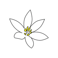 vector illustration of a lily flower, lily outline