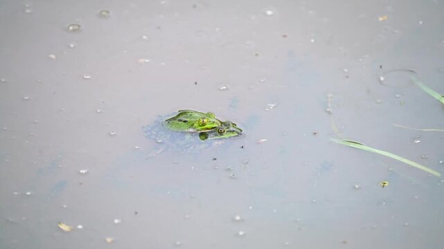 Frog during courtship in the water