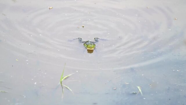 Frog during courtship in the water