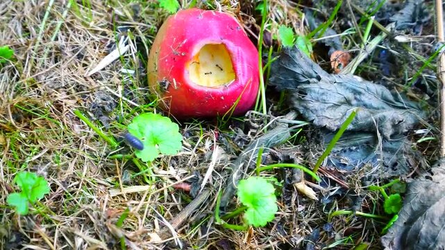 Ants and other insects on an apple