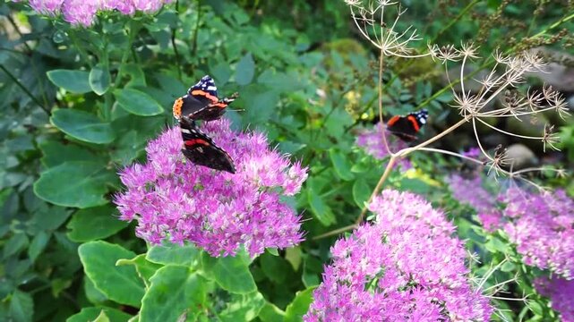  Butterflies on a stonecrop flower