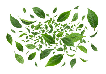 Dynamic Burst of Fresh Green Leaves Scattering on White Background