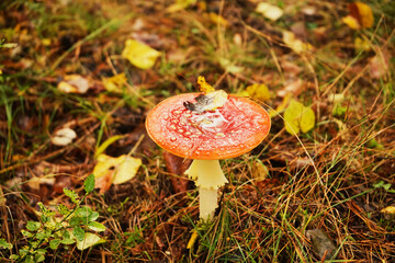 czerwony muchomor. grzyb,las	