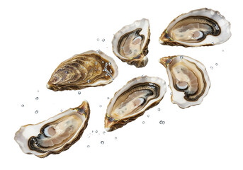 Fresh Raw Oysters with Dynamic Water Droplets Isolated on White Background