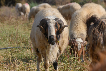 Naklejka premium Powerful Ram with Sheep on a Cyprus Pasture