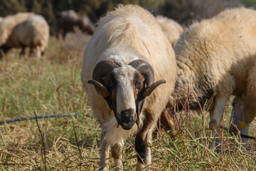 Obraz premium Strong Horned Ram Among a Flock of Sheep on a Cypriot Farm