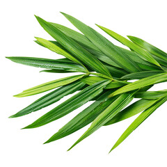 Fototapeta premium salacca palm shoots on transparent png background